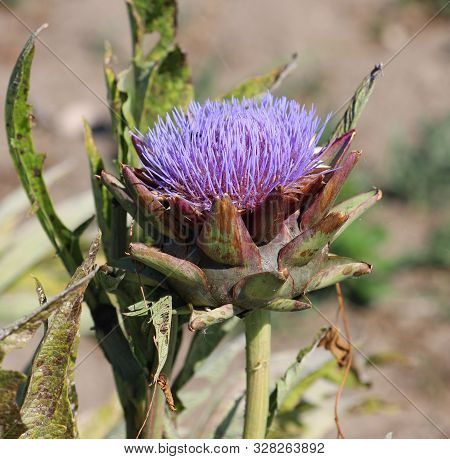 Plant Of Artichoke With Flower In Summer