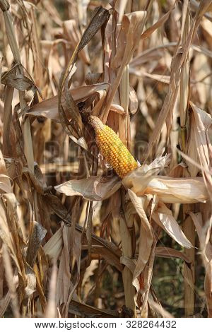 Yellow Panicle Of Maize And Dried Leaves In Summer