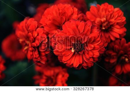 Macro Photo Of Zinnia In The Formal Garden