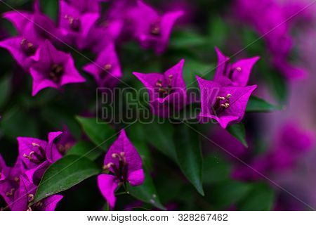 Magenta Bougainvillea Flowers Gardening In Backyard With Green Background