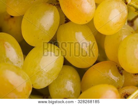 Fresh Grapes. Bunches Of Grape Berries. Yellow Ripe Grapes Close-up.