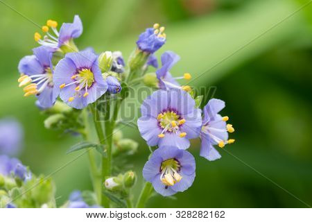 Northern Jacobs Ladder (polemonium Boreale)