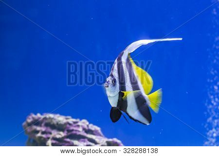Angel Fish Swimming On The Coral Reefs In The Red Sea