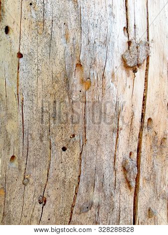 Wood Texture. Close Up Of Damage Done By Bark Beetle. Patterns Made By Bark Beetles And Bugs. Vertic