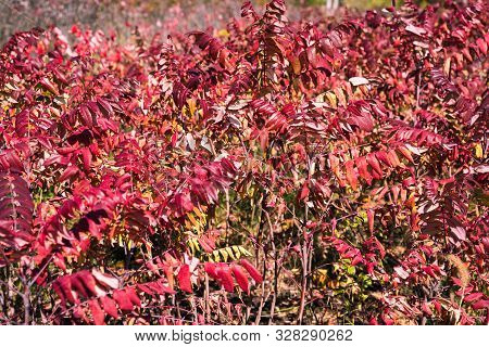 Smooth Sumac Bush, With Red Fall Colored Leaves, In Autumn Sunshine