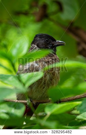 Red Vented Bulbul Or Pycnonotus Cafer Bird Portrait In Green Background. A Frequent Visitor Bird In 