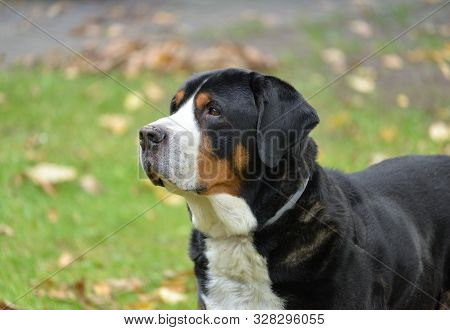 Great Swiss Mountain Dog (gsmd) Mature Male Somwhere In Poland.