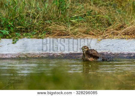 White Eyed Buzzard Or Butastur Teesa Is A Medium Sized Hawk Bathing In A Waterhole During Evening Sa