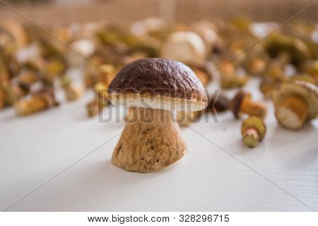 The Dark Cep Bolete, Boletus Aereus Isolated On White Background With Mushrooms.
