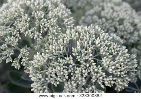 Lot Of Blooming Hylotelephium Telephium White Flowers With Green Leaves And Stems