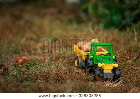 Green Tractor Carries Nuts In The Back. Toy Tractor With A Crop Of Ripe Walnuts. Autumn Photophone.