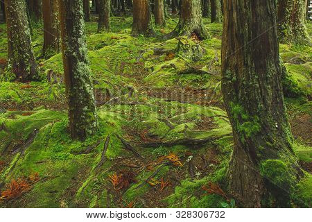 Mystic Green Forest Ground With Roots On Soa Miguel, Azores, Portugal