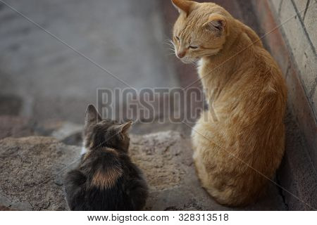 Cats Family Spend Time Together, Ginger Cat Father And Ashy Kitten Daughter, Rest In The Yard, Cute 