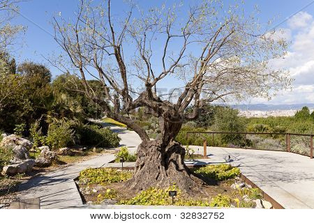 Olea Europaea