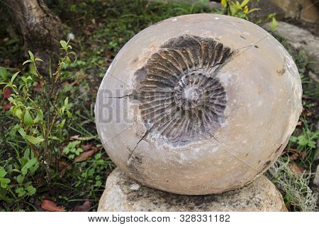 Imprint Fossil Of An Ammonite (ammonoidea) Inside A Concretion. Villa De Leyva, Colombia