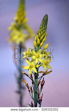 Australian Native Yellow Star-shaped Flowers Of The Bulbine Lily, Bulbine Glauca, Family Asphodelace