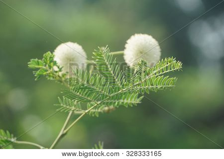 Close Up Leucaena Glauca Tree In Nature Garden