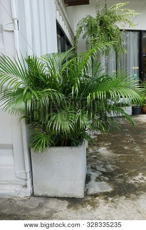 Group Of Saw Palmetto Tree, Ecological Concept, Space For Text In Template (sabal Palm, Serenoa Repe