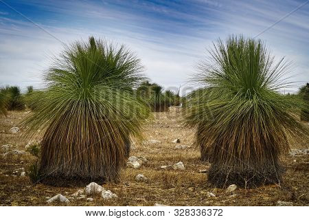 Close Up Of Blackboy Trees In Western Australia, They Have A Crown Of Rigid Grass Like Leaves Above 