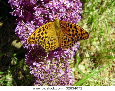 ผีเสื้อลายเสือ Fritillary