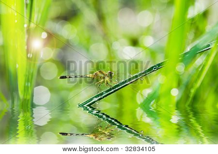 Sudenkorento ja Sunlight Garden