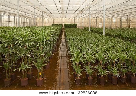 verschiedene Zimmerpflanzen in einer Hydrokultur GÃ¤rtnerei