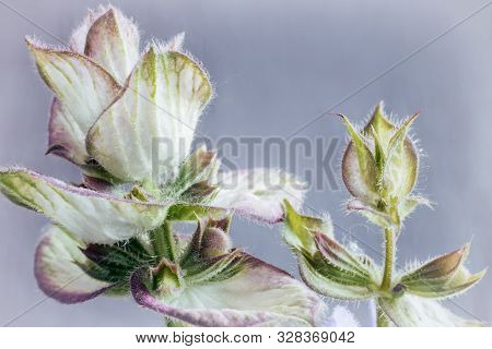 Sage - A Medicinal Plant With Antiseptic Action