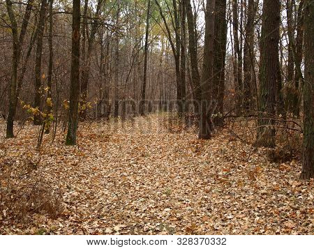 Dull, Bleak And Deserted Forest In Late Autumn. Fall Forest Road With Bare Trees And Fallen Foliage 