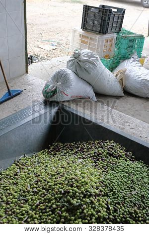The Process Of Producing Olive Oil In A Modern Oil Mill In Northern Cyprus. Conveyor Or Conveyor For