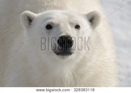 Wild Polar Bear On Pack Ice In Arctic