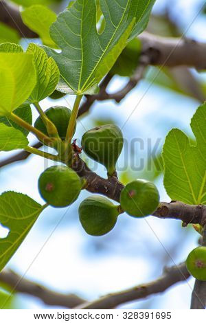 Unripe Green Figs Fruits Riping On Fig Tree