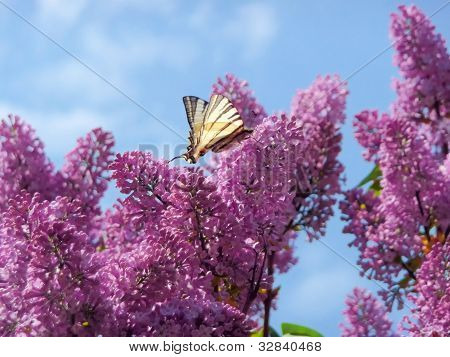 Otakárek na Lila Bush