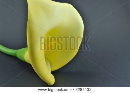 莉莉在黑色