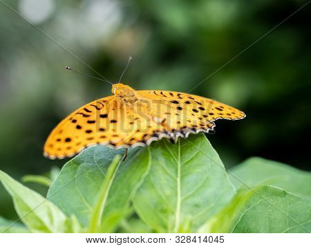 An Indian Fritillary Butterfly, Argynnis Hyperbius, Rests On A Leaf In A Japanese Garden Near Yokoha
