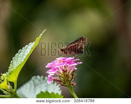 A Common Straight Swift Butterfly, Parnara Guttata, Feeds On Nectar From Small Pink Flowers In A Gar