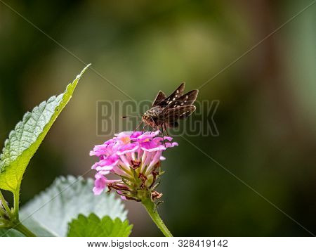A Common Straight Swift Butterfly, Parnara Guttata, Feeds On Nectar From Small Pink Flowers In A Gar