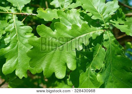 Leaves Of A Common Oak (quercus Robur) In Spring