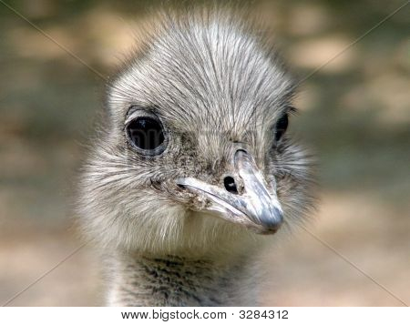 Ostridge