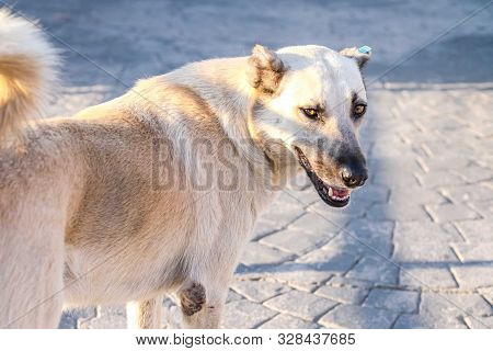 Smyling Whight Old And Big Stray Dog In Turkey Streets.
