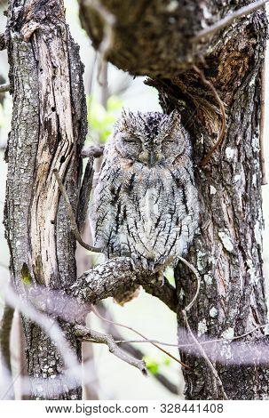 A Small Scops Owl Sitting With Closed Eyes And Camouflaged In A Tree With Similar Patterns As Itself
