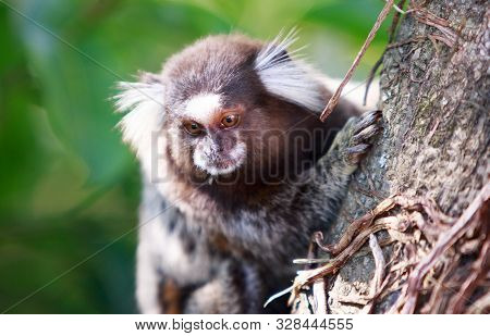 Close Up Of A Common Marmoset (callithrix Jacchus), With A Natural Green Bush Background