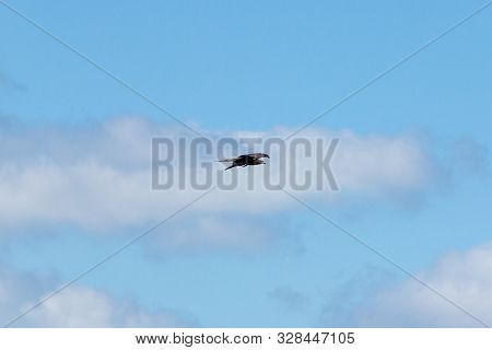 An Adult Red-tailed Hawk Flies On A Bright Blue Sky Day