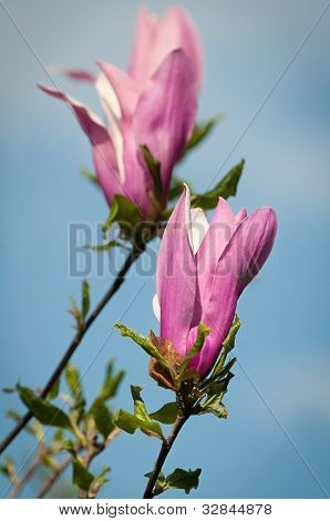 Magnolia tree kevät