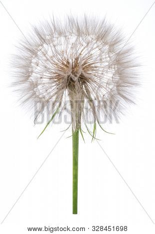 Salsify seed heads isolated on white background.