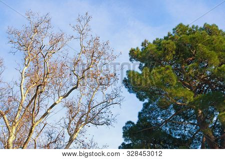 Two Trees -  Deciduous And Coniferous - Against Blue Sky On Sunny Winter Day.  Sycamore And Pine Tre