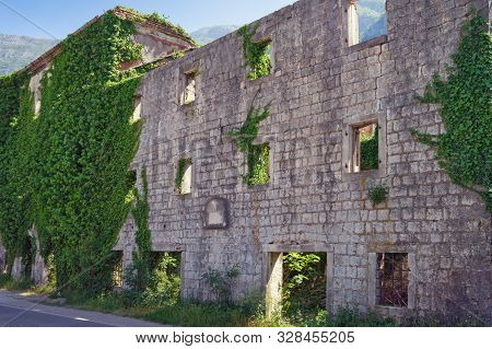 Wall Of Old Ruined Building Overgrown With Green Ivy. Montenegro, Risan Town