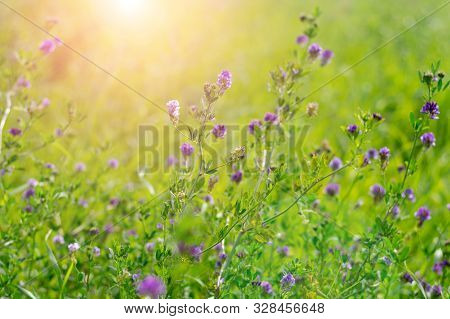 Blooming Purple Flowers. Alfalfa Also Called Lucerne And Medicago Sativa Field In Summertime On Brig