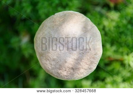 Birch Mushroom, Top View. Edible Fungus Growing In Moss. White Bog Ghost Bolete. Poorly Absorbed Foo
