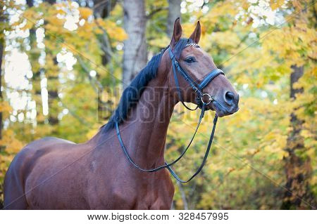 Portrait Of Graceful Thoroughbred Chestnut Horse Standing On Autumn Background. Multicolored Horizon