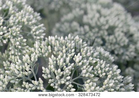 Lot Of Blooming Hylotelephium Telephium White Flowers With Green Leaves And Stems